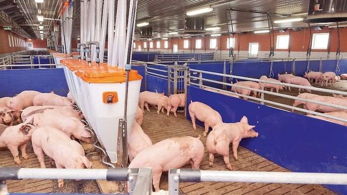 Кормушка PigNic 11/16 для откорма, без разделителя V13