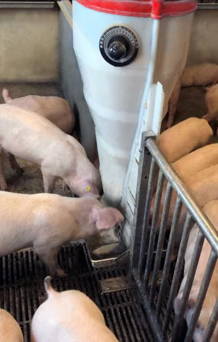 Кормушка из 3 частей, которая разделяет воду и корм TURBOMAX FEEDER