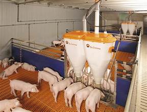 Кормушка PigNic 11/16 Jumbo для откорма, без разделителя V13